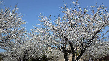 09040601.jpg